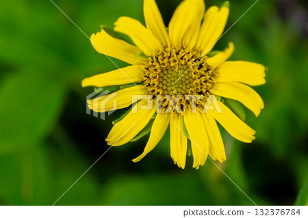 A cluster of rabbit daisies (rabbit chrysanthemums) on Mt. Akaishi. Also known as Kinguruma (golden cart). Climbing Mt. Akaishi in the Southern Alps. 132376784