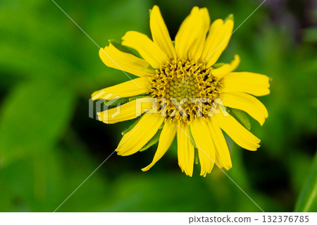 A cluster of rabbit daisies (rabbit chrysanthemums) on Mt. Akaishi. Also known as Kinguruma (golden cart). Climbing Mt. Akaishi in the Southern Alps. 132376785