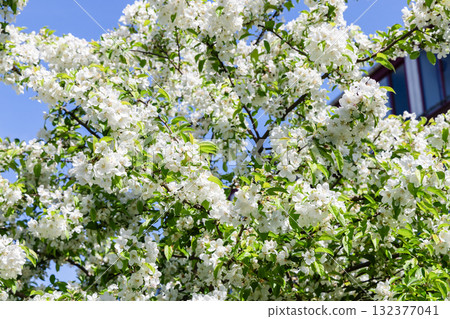Stunning beautiful flowering tree in spring 132377041