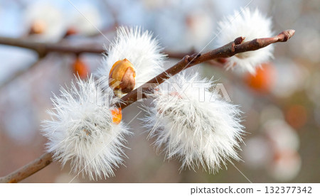 Willow Catkins Blooming on Tree Branch in Spring 132377342