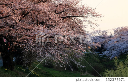 黃昏時分太平川沿岸的櫻花樹 黃昏時分太平川沿岸的櫻花樹 132377671