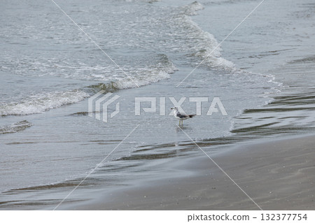 一隻黑尾鷗在岸邊凝視著大海 一隻黑尾鷗在岸邊凝視著大海 132377754