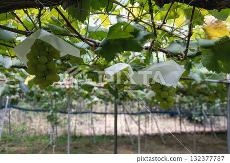 農場裡種植的葡萄 132377787