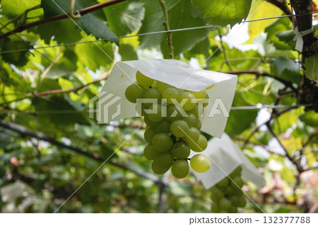 Grapes growing on the farm 132377788