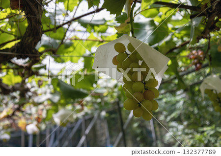 Grapes growing on the farm Grapes growing on the farm 132377789