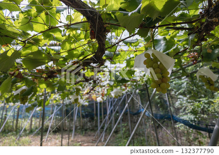 Grapes growing on the farm Grapes growing on the farm 132377790
