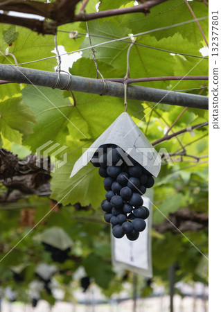 Grapes growing on the farm 132377801