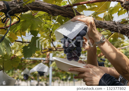 Harvesting grapes during grape picking Harvesting grapes during grape picking 132377802