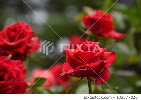 Red roses wet with autumn rain Red roses wet with autumn rain 132377826