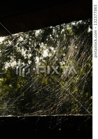 Spider Web Sunlight Nature Detail Silken Pattern 132377865
