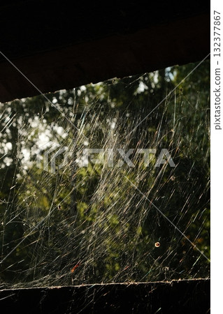 Spider Web Sunlight Nature Detail Silken Pattern 132377867
