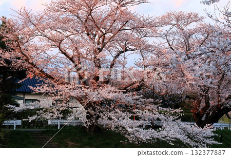 Cherry blossom trees along the Taihei River at dusk, which no longer exist 132377887