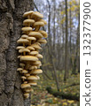 Mushrooms, growing on a tree trunk in the autumn forest. 132377900