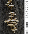 Mushrooms, growing on a tree trunk in the autumn forest. 132377901