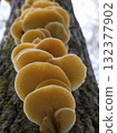 Mushrooms, growing on a tree trunk in the autumn forest. 132377902