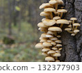 Mushrooms, growing on a tree trunk in the autumn forest. 132377903