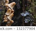 Group of mushrooms growing on a tree trunk in the autumn forest. 132377904