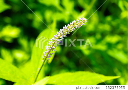 聖澤的婆婆納(Kugaiso/Kukaiso)群落。又稱虎尾。攀登南阿爾卑斯山的聖山。 聖澤的婆婆納(Kugaiso/Kukaiso)群落。又稱虎尾。攀登南阿爾卑斯山的聖山。 132377955