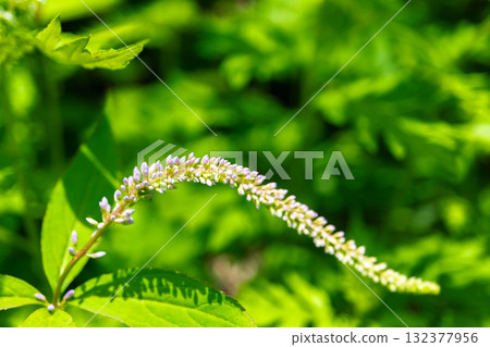 聖澤的婆婆納(Kugaiso/Kukaiso)群落。又稱虎尾。攀登南阿爾卑斯山的聖山。 聖澤的婆婆納(Kugaiso/Kukaiso)群落。又稱虎尾。攀登南阿爾卑斯山的聖山。 132377956