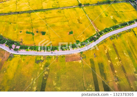 Golden Rice Fields at Sunset Harvest Season 132378305