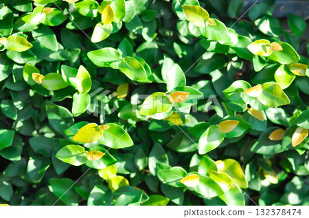 ficus pumila or climbing fig or Climbing Vine 132378474