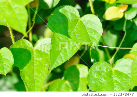 Fetid passionflower, foetida or Medthai, Passiflora or Passiflora foetida L or PASSIFLORACEAE or Scarletfruit  132378477