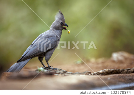 Grey go away bird in Greater Kruger National park, South Africa 132378574