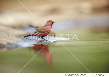 Jameson Firefinch in Greater Kruger National park, South Africa 132378576