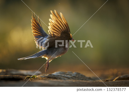 Laughing Dove in Greater Kruger National park, South Africa Laughing Dove in Greater Kruger National park, South Africa 132378577