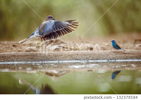 Laughing Dove in Greater Kruger National park, South Africa Laughing Dove in Greater Kruger National park, South Africa 132378584