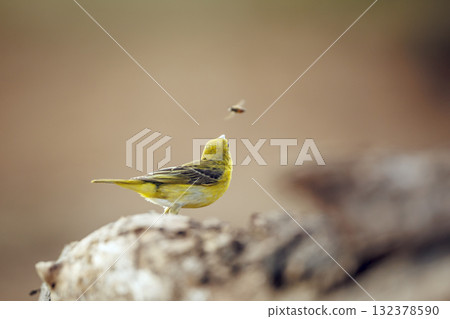 Lesser Masked Weaver in Greater Kruger National park, South Africa 132378590
