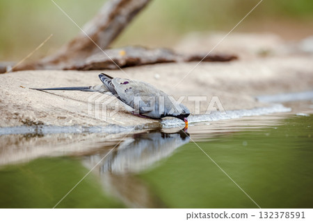 Namaqua Dove in Greater Kruger National park, South Africa Namaqua Dove in Greater Kruger National park, South Africa 132378591