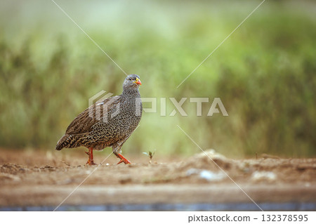 Natal francolin in Greater Kruger National park, South Africa 132378595