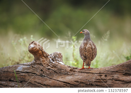 Natal francolin in Greater Kruger National park, South Africa 132378597