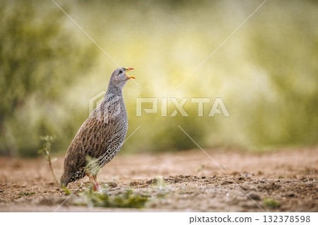 Natal francolin in Greater Kruger National park, South Africa 132378598