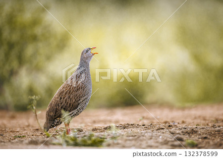 Natal francolin in Greater Kruger National park, South Africa 132378599