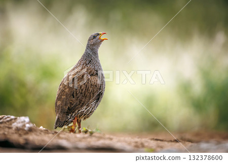 Natal francolin in Greater Kruger National park, South Africa 132378600