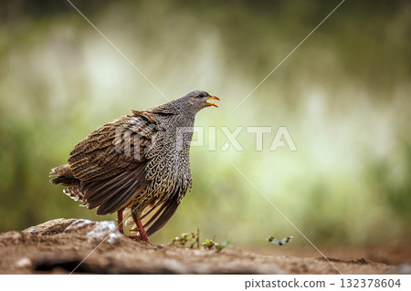 Natal francolin in Greater Kruger National park, South Africa 132378604