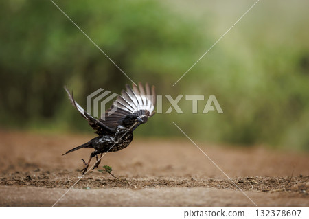 Red billed Buffalo Weaver in Greater Kruger National park, South Africa 132378607
