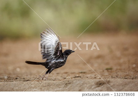 Red billed Buffalo Weaver in Greater Kruger National park, South Africa 132378608