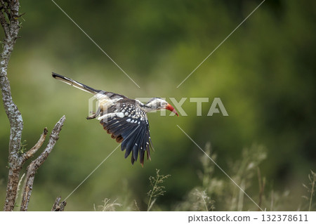 Southern Red billed Hornbill in Greater Kruger National park, South Africa 132378611