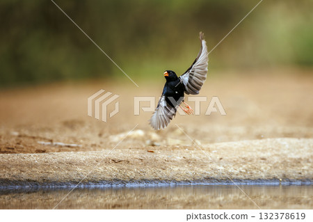 Village Indigobird in Greater Kruger National park, South Africa Village Indigobird in Greater Kruger National park, South Africa 132378619
