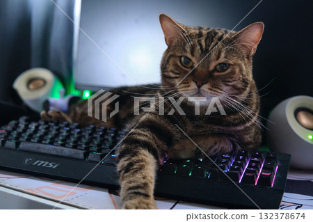British Tabby Cat On Keyboard British Tabby Cat On Keyboard 132378674