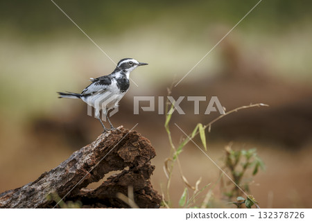 African Pied Wagtail in Greater Kruger National park, South Africa African Pied Wagtail in Greater Kruger National park, South Africa 132378726