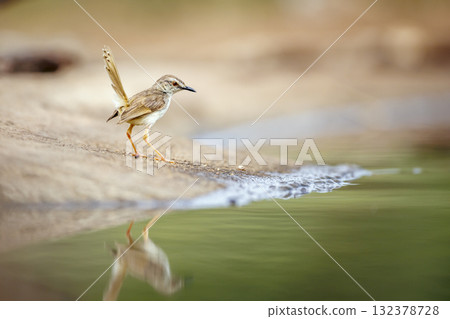Black chested Prinia in Greater Kruger National park, South Africa 132378728