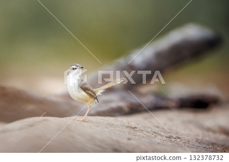 Black chested Prinia in Greater Kruger National park, South Africa Black chested Prinia in Greater Kruger National park, South Africa 132378732
