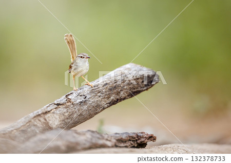 Black chested Prinia in Greater Kruger National park, South Africa 132378733