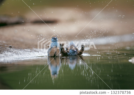 Blue breasted Cordonbleu in Greater Kruger National park, South Africa 132378736