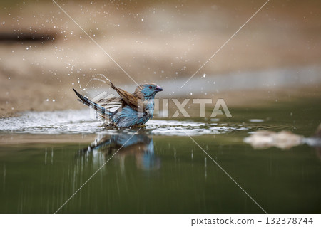 Blue breasted Cordonbleu in Greater Kruger National park, South Africa 132378744