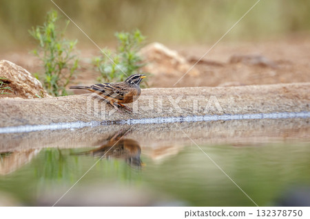 Brown crowned Tchagra in Greater Kruger National park, South Africa 132378750